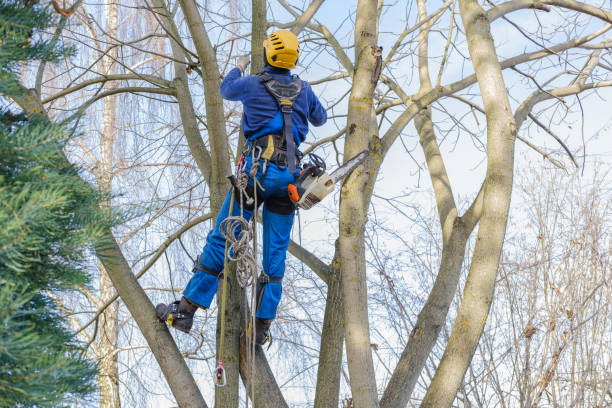 Cooper, TX Tree Services Company