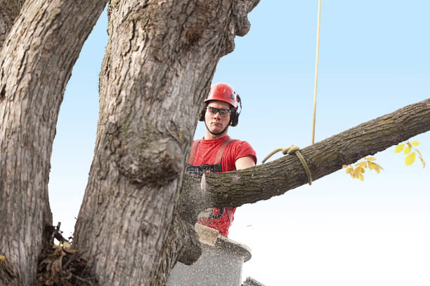 How Our Tree Care Process Works  in  Cooper, TX